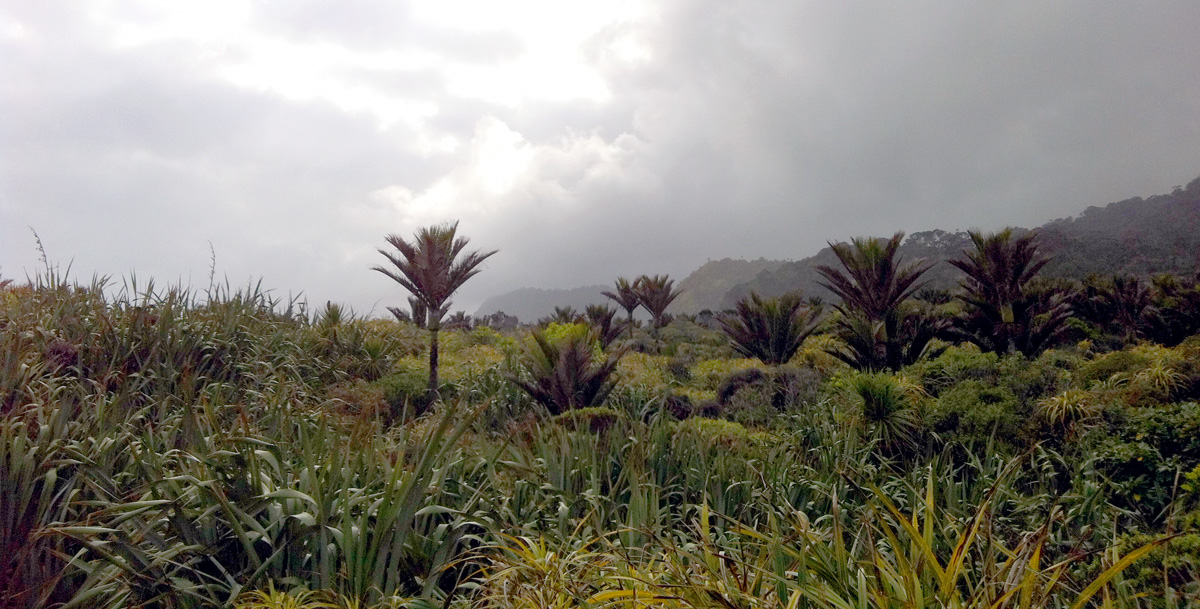 Punakaiki